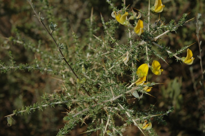 Aspalathus tulbaghensis photo 4