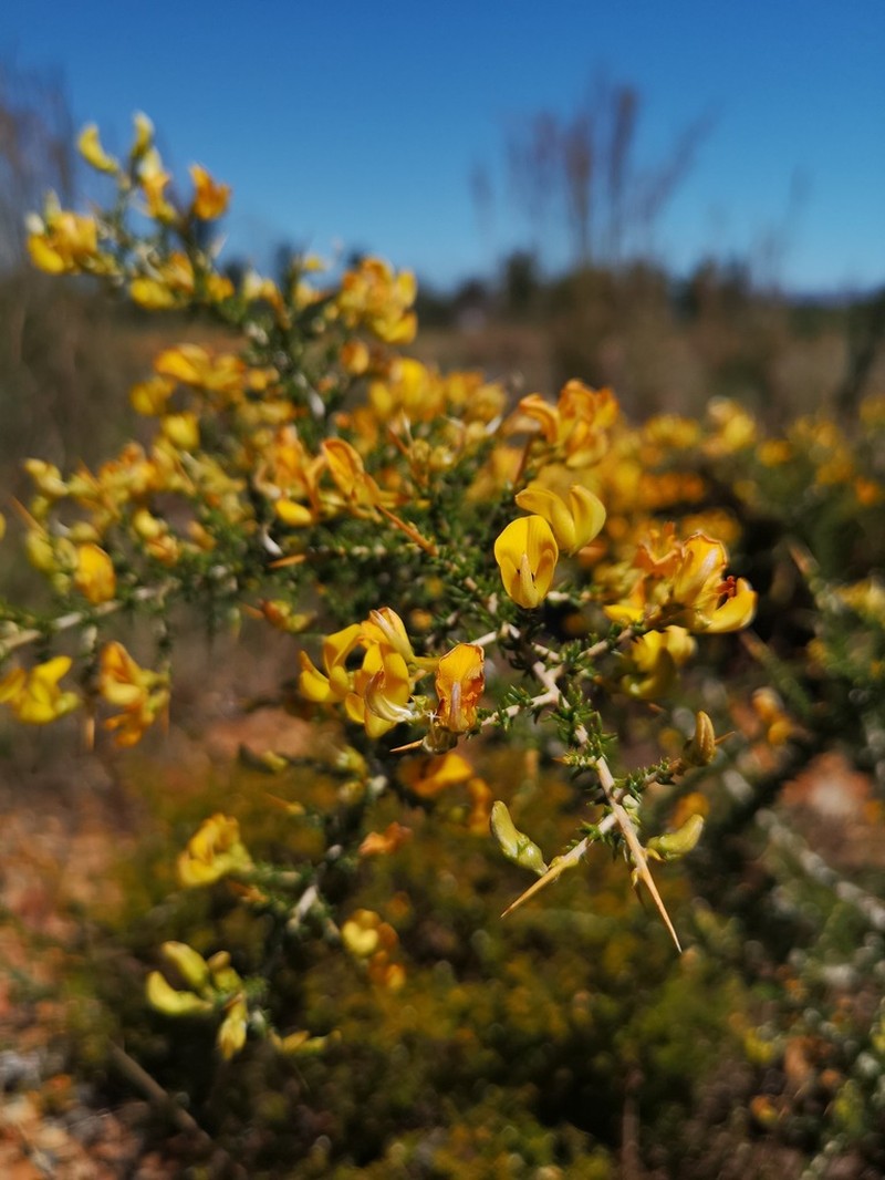 Aspalathus tulbaghensis photo 5