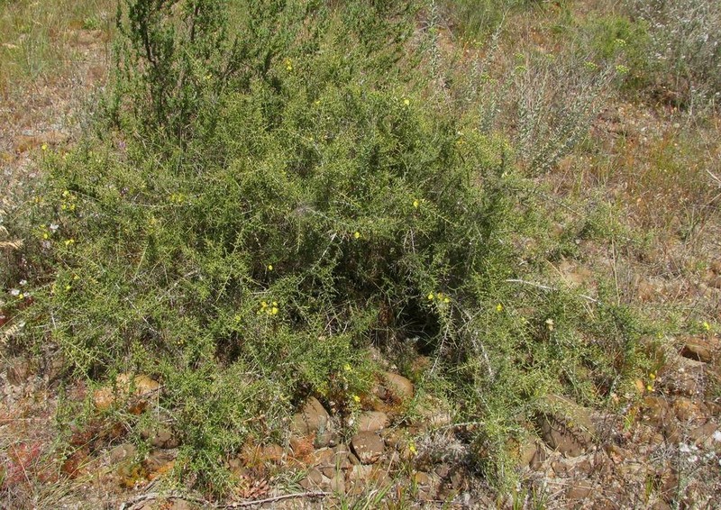 Aspalathus tulbaghensis photo 6