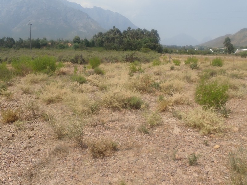 Aspalathus tulbaghensis photo 7