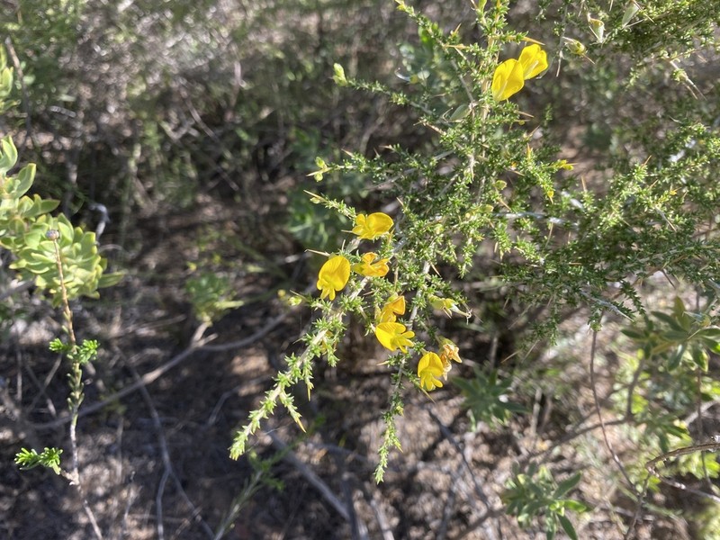 Aspalathus tulbaghensis photo 8