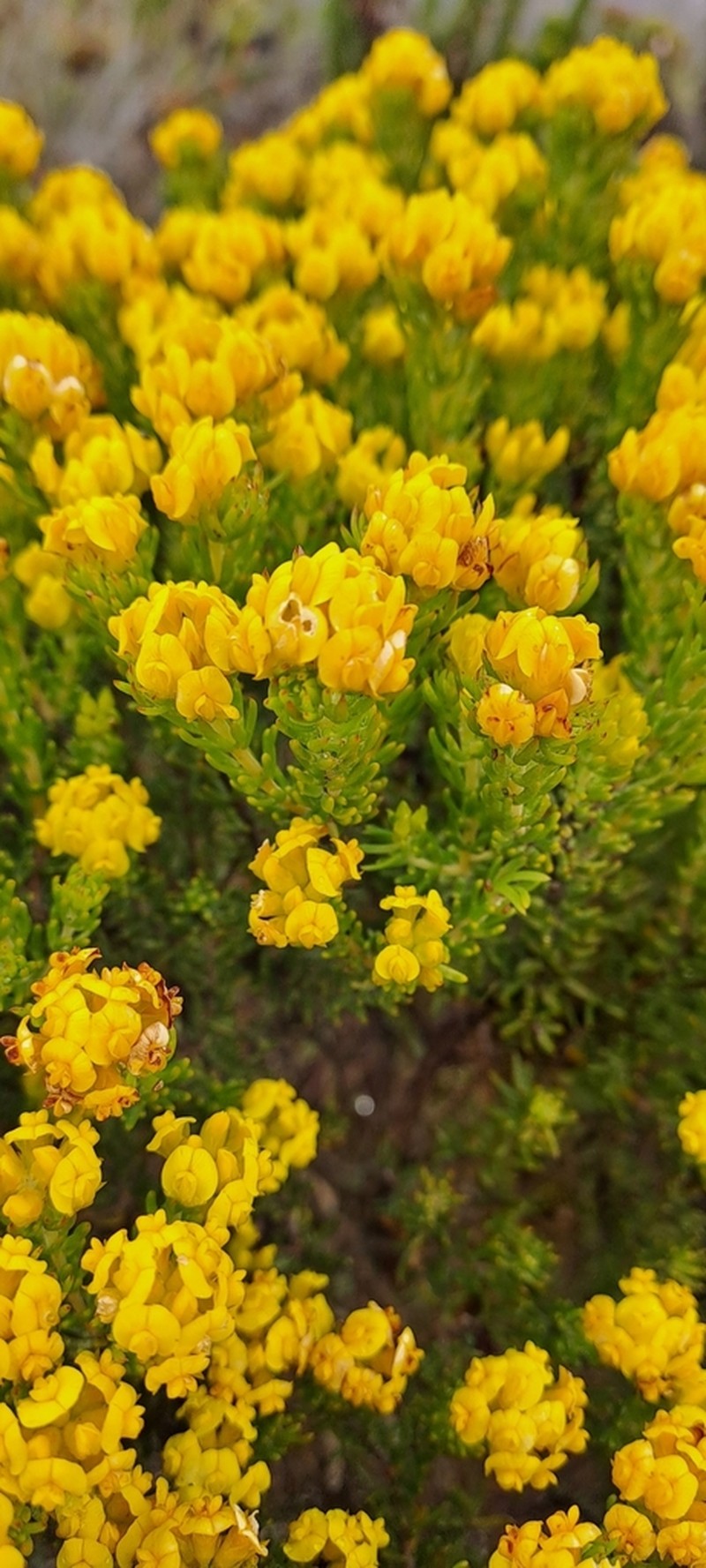 Aspalathus tylodes