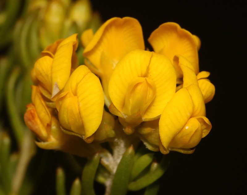 Aspalathus tylodes photo 5