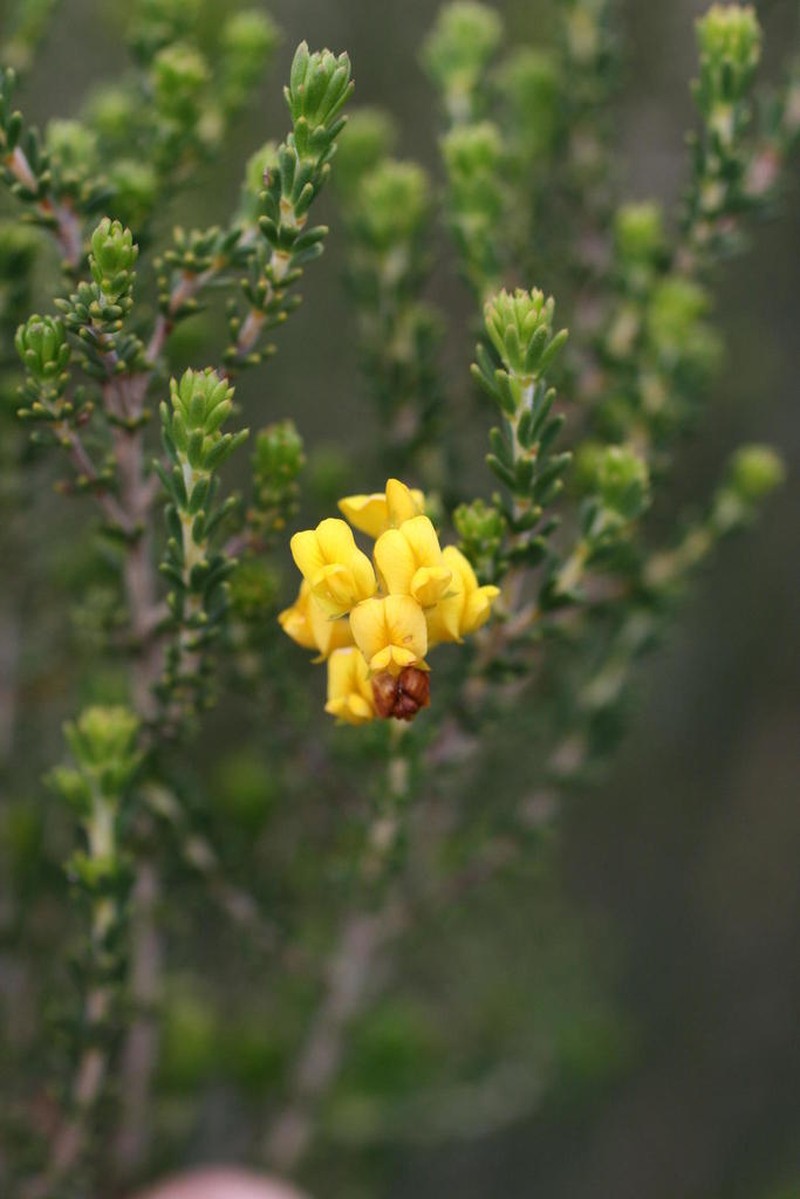 Aspalathus tylodes photo 8