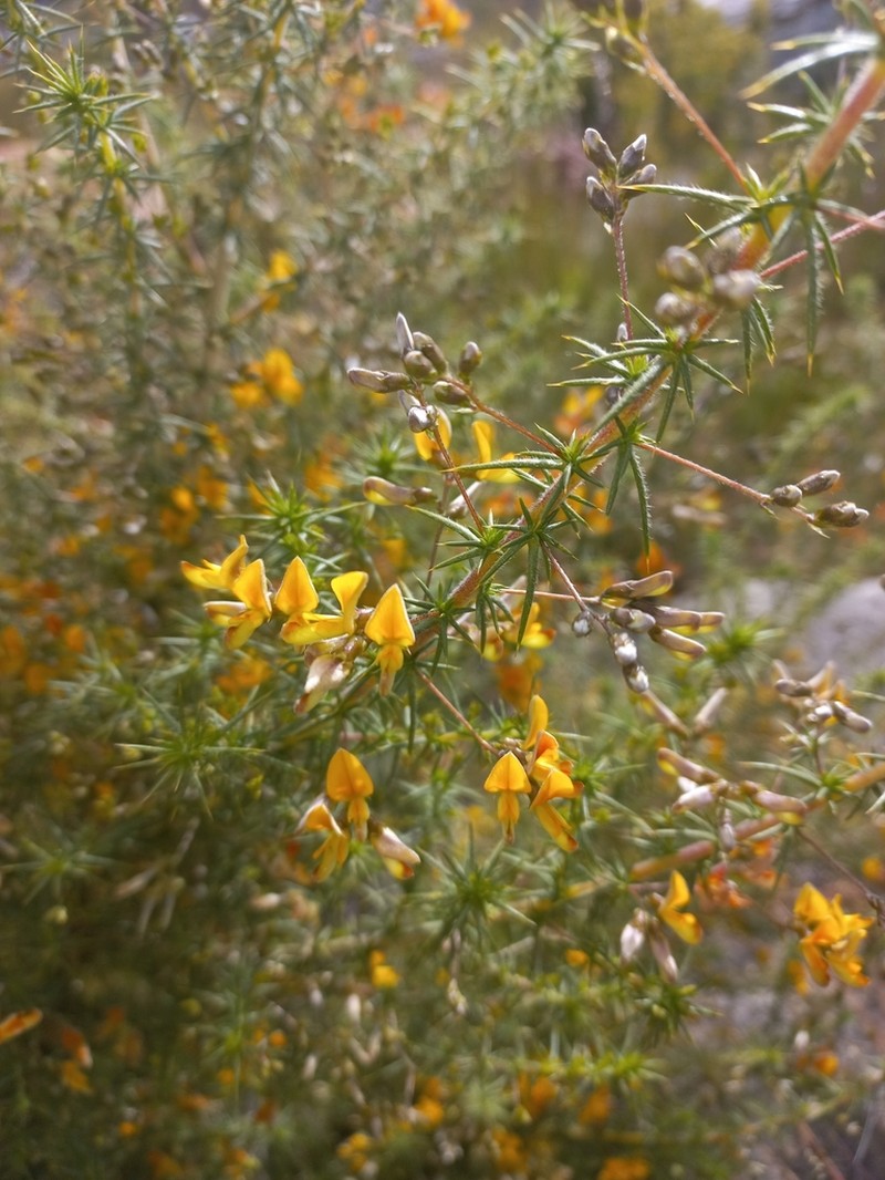 Aspalathus ulicina photo 3