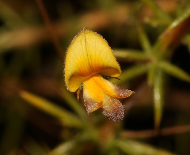 Aspalathus ulicina photo 4