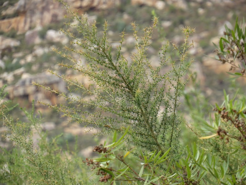 Aspalathus ulicina subsp. ulicina