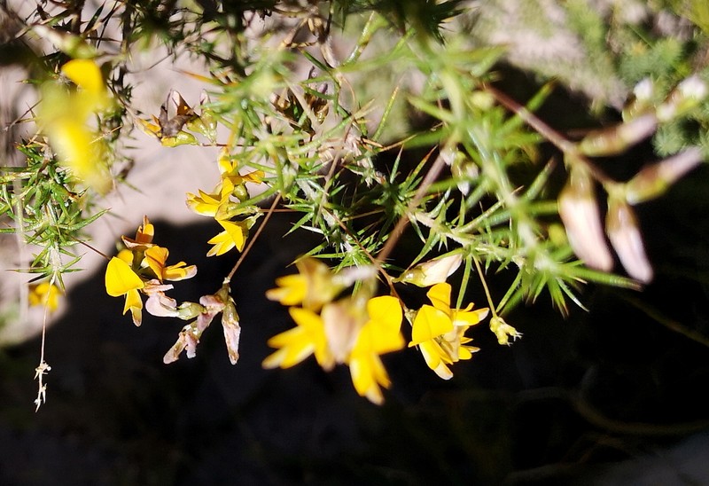 Aspalathus ulicina subsp. ulicina photo 2