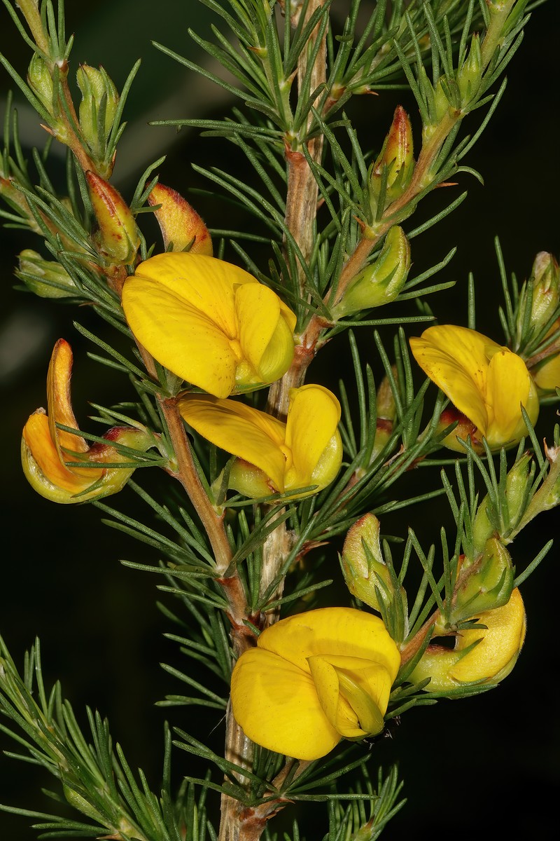 Aspalathus uniflora