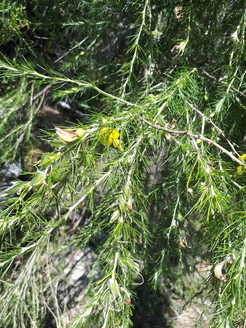 Aspalathus uniflora photo 2
