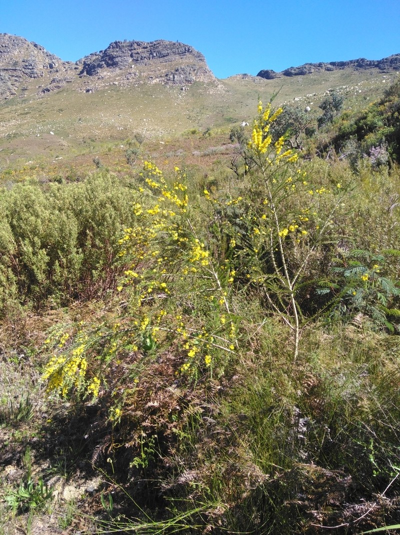 Aspalathus uniflora photo 4