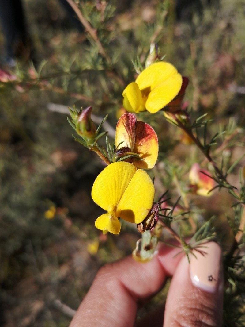 Aspalathus uniflora photo 5