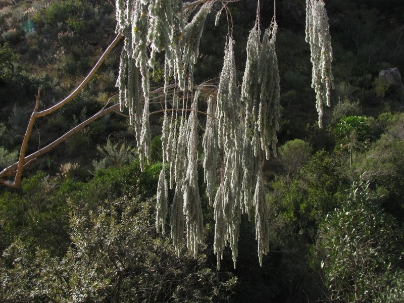 Aspalathus usnoides photo 2
