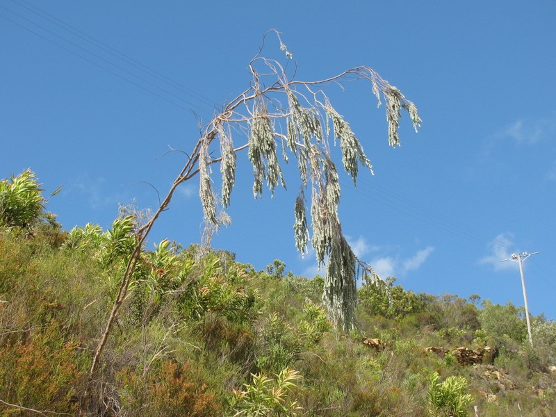 Aspalathus usnoides photo 4
