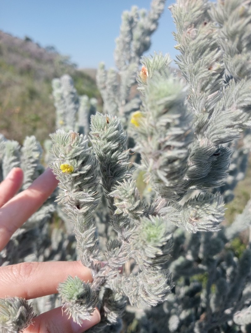 Aspalathus usnoides photo 5