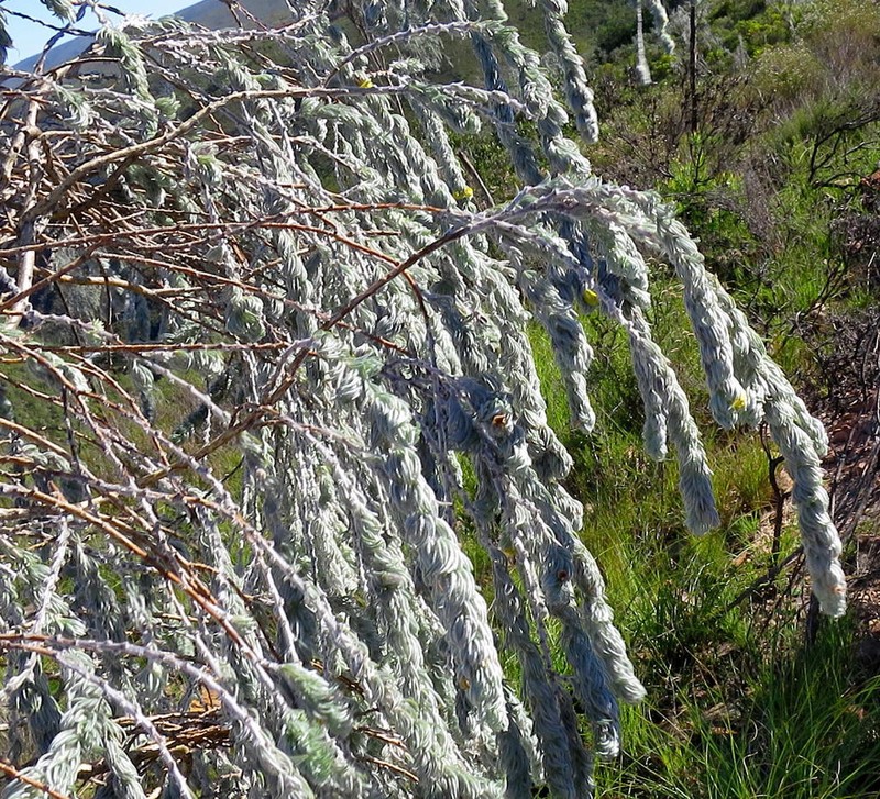 Aspalathus usnoides photo 6