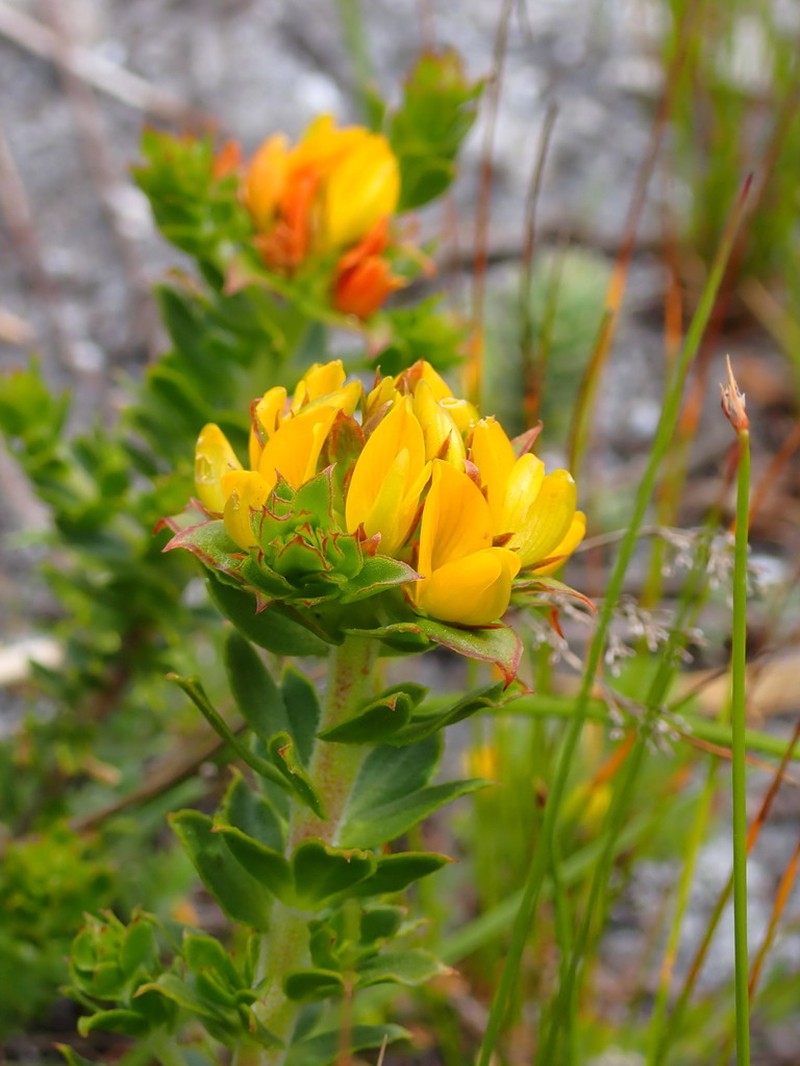 Aspalathus vacciniifolia