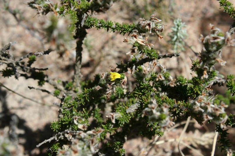Aspalathus varians