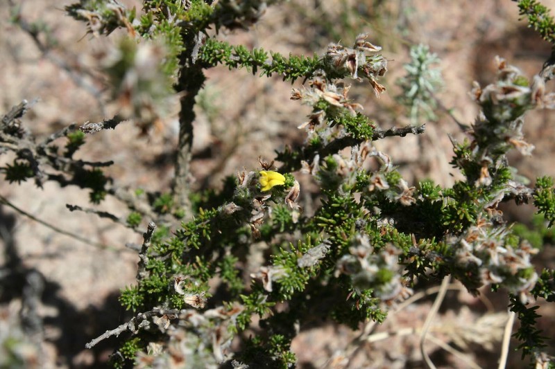 Aspalathus varians photo 2