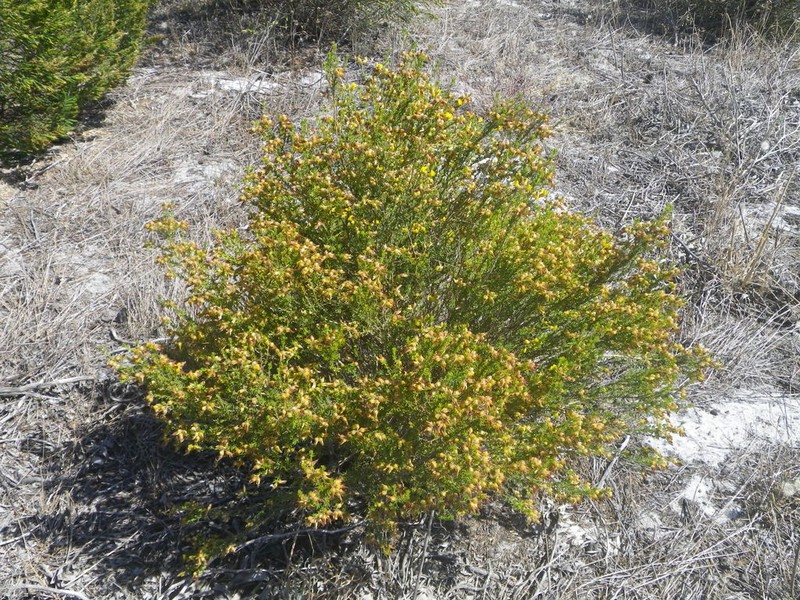 Aspalathus variegata