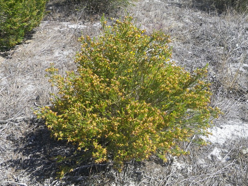 Aspalathus variegata photo 2