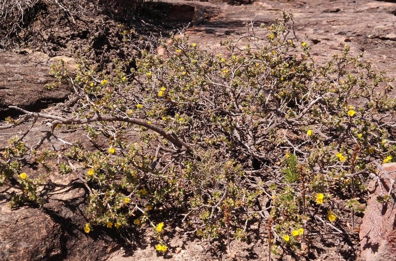 Aspalathus venosa