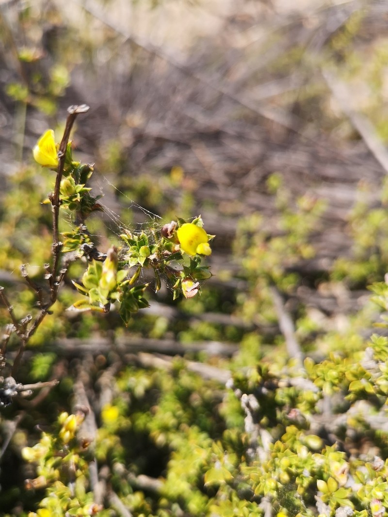 Aspalathus venosa photo 2