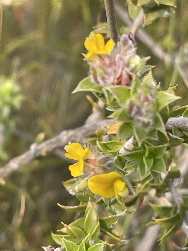 Aspalathus venosa photo 3