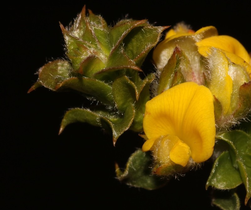 Aspalathus venosa photo 4