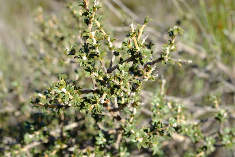 Aspalathus venosa photo 5