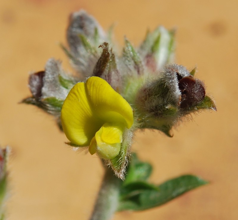 Aspalathus venosa photo 6