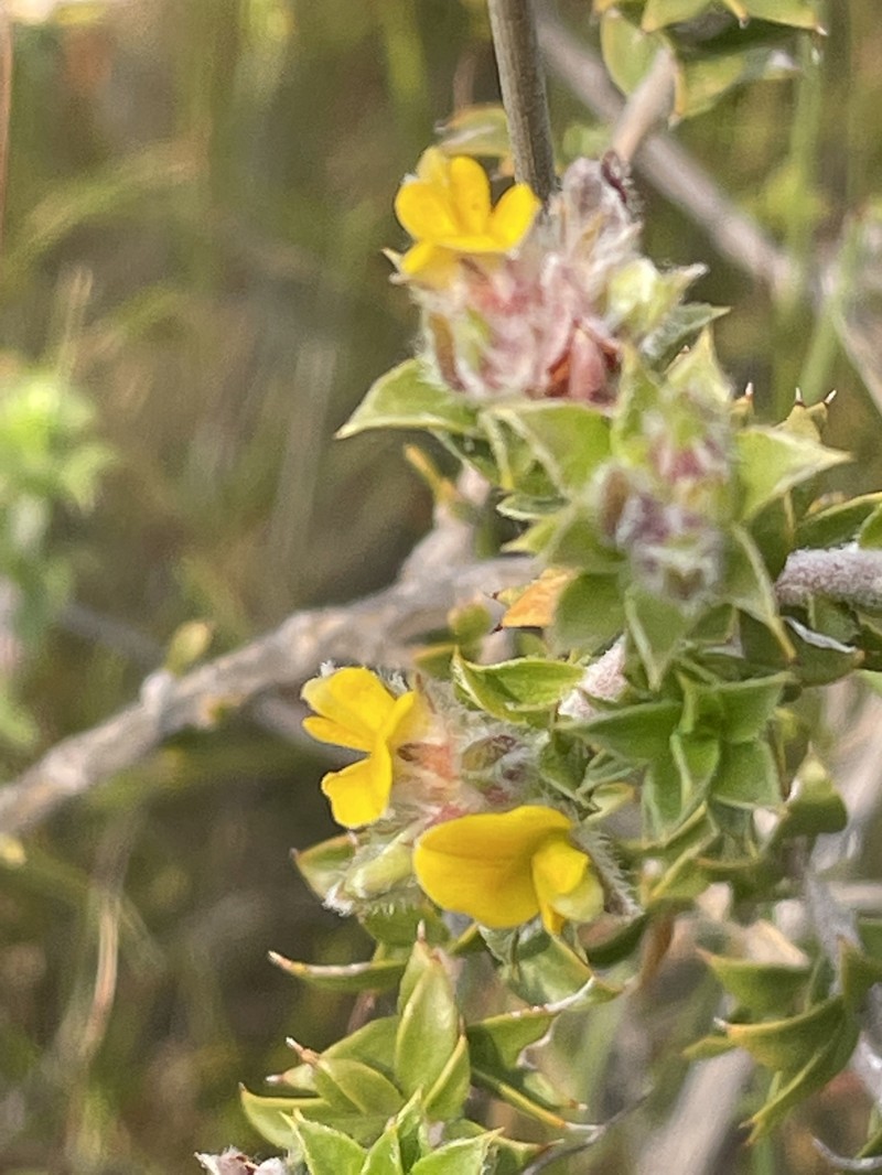 Aspalathus venosa photo 8