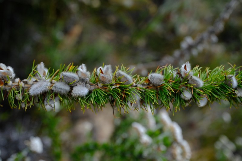 Aspalathus verbasciformis photo 2