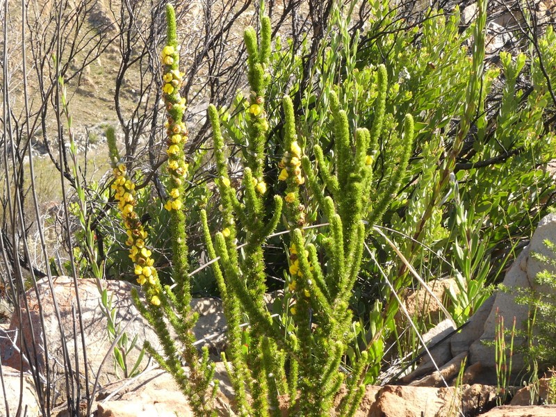 Aspalathus verbasciformis photo 3