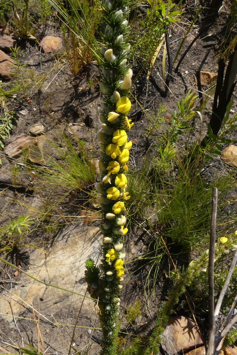 Aspalathus verbasciformis photo 5