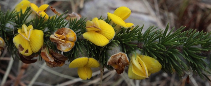 Aspalathus verbasciformis photo 6
