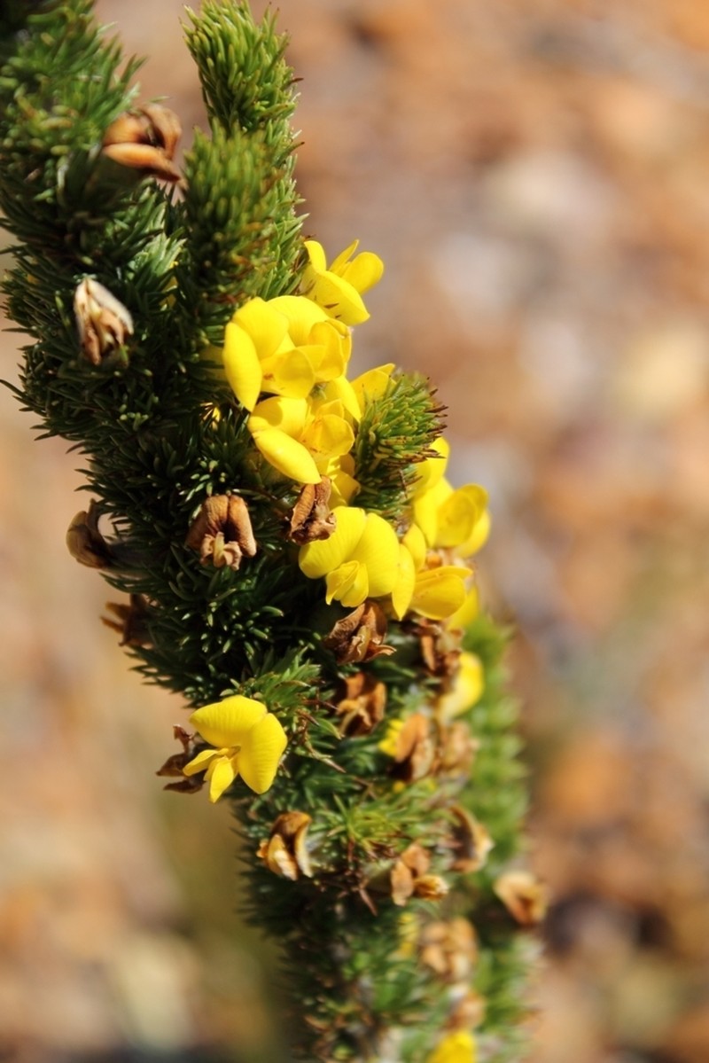 Aspalathus verbasciformis photo 8
