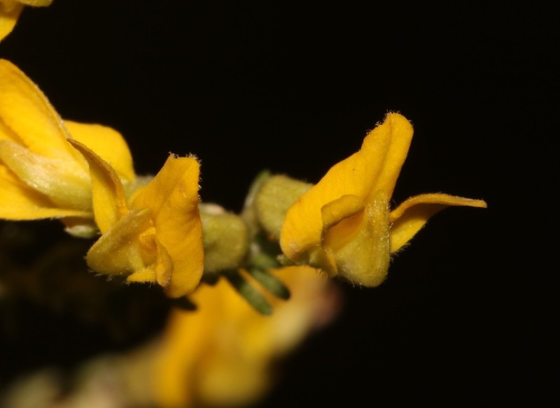 Aspalathus vermiculata