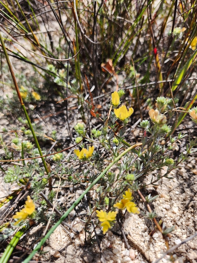 Aspalathus villosa