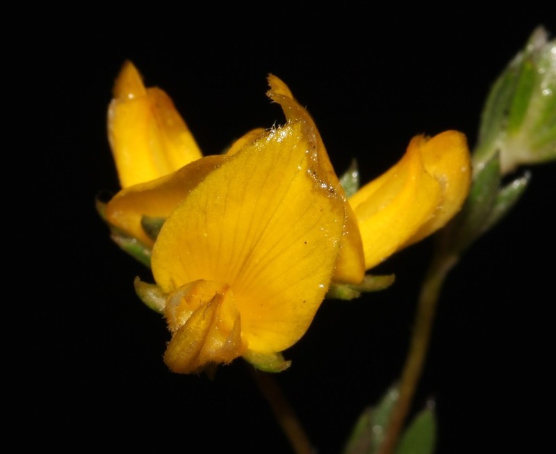 Aspalathus villosa photo 2