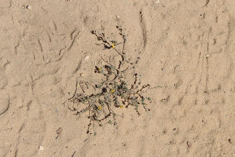 Aspalathus villosa photo 3