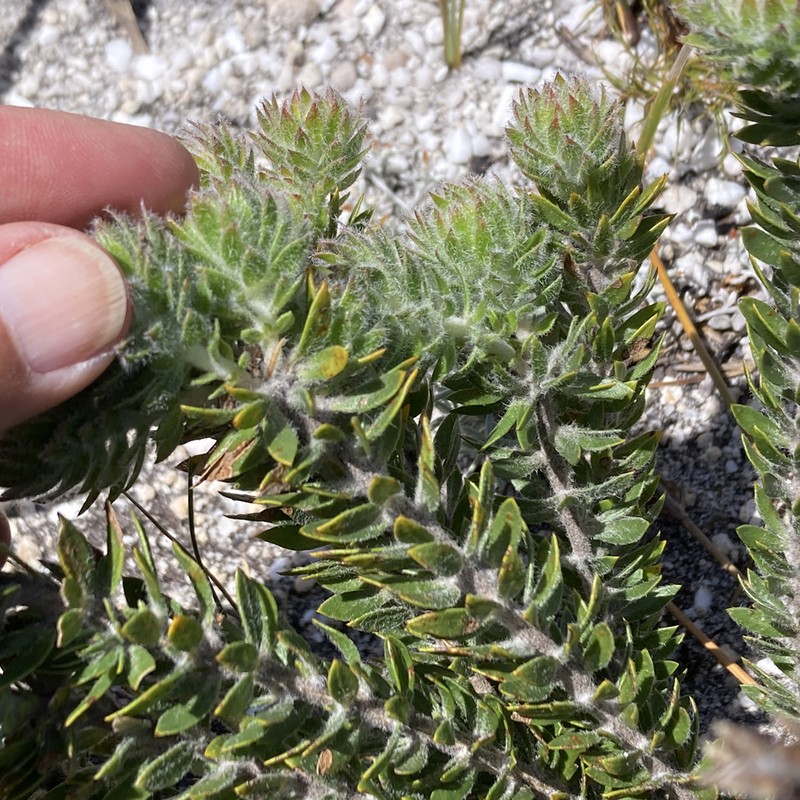 Aspalathus villosa photo 4