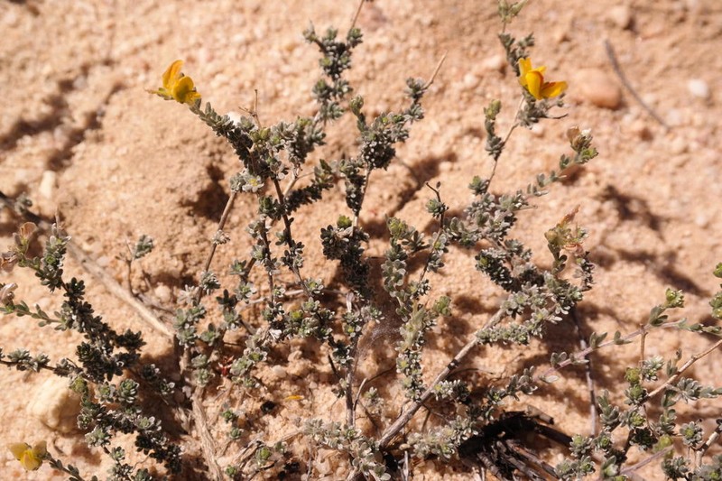Aspalathus villosa photo 5