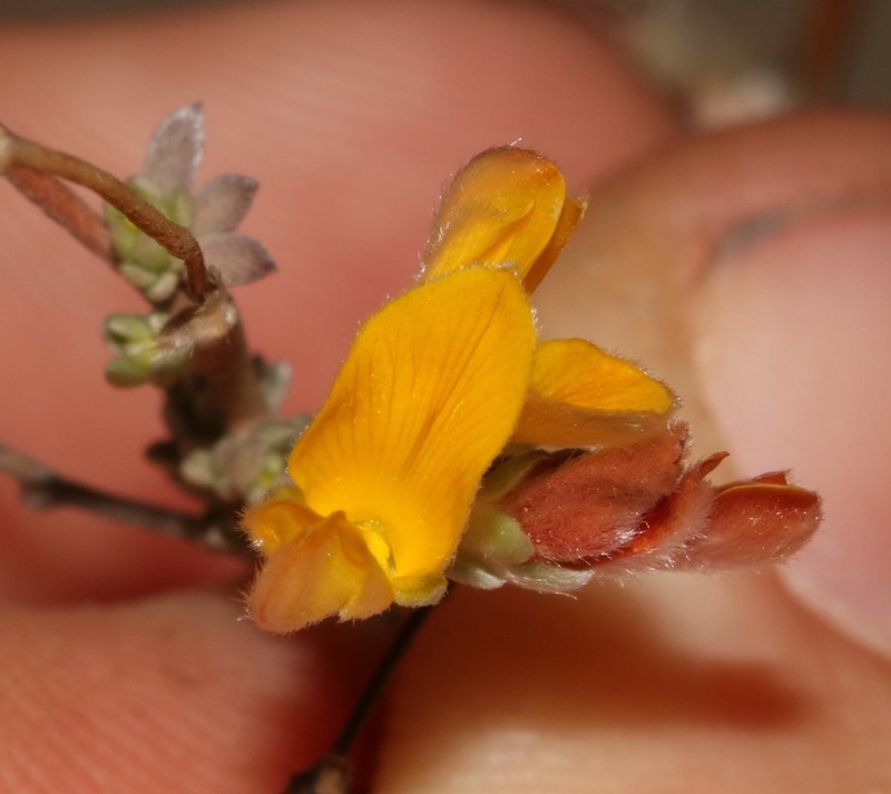 Aspalathus villosa photo 6