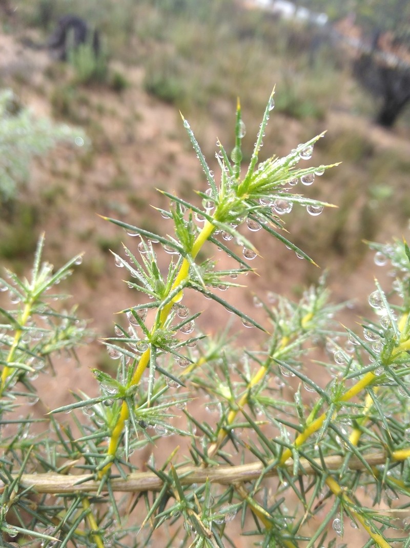 Aspalathus vulnerans photo 2