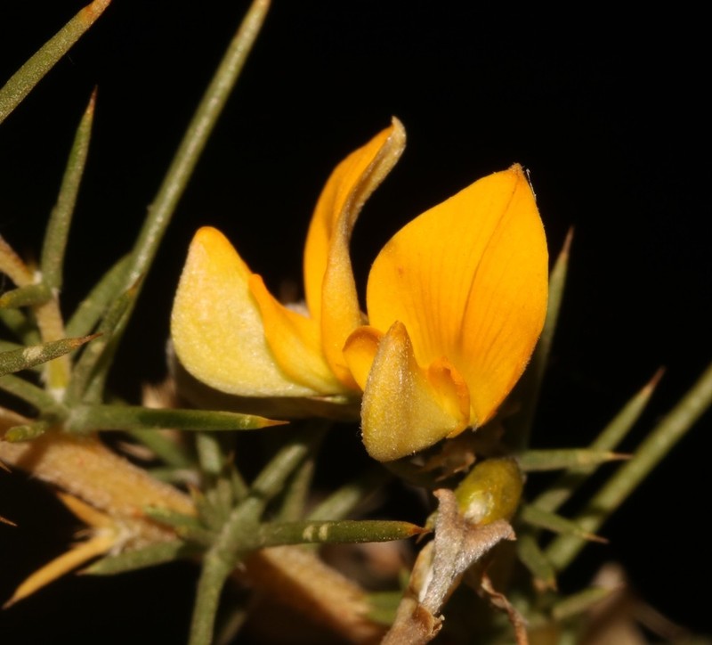 Aspalathus vulnerans photo 8
