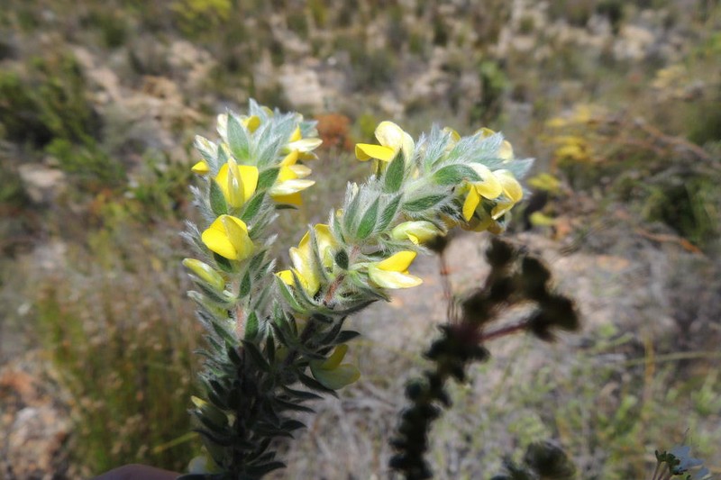 Aspalathus vulpina photo 2