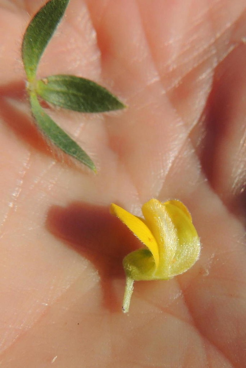Aspalathus vulpina photo 3