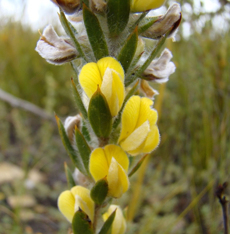 Aspalathus vulpina photo 4