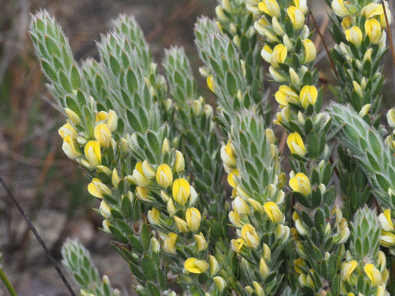 Aspalathus vulpina photo 6